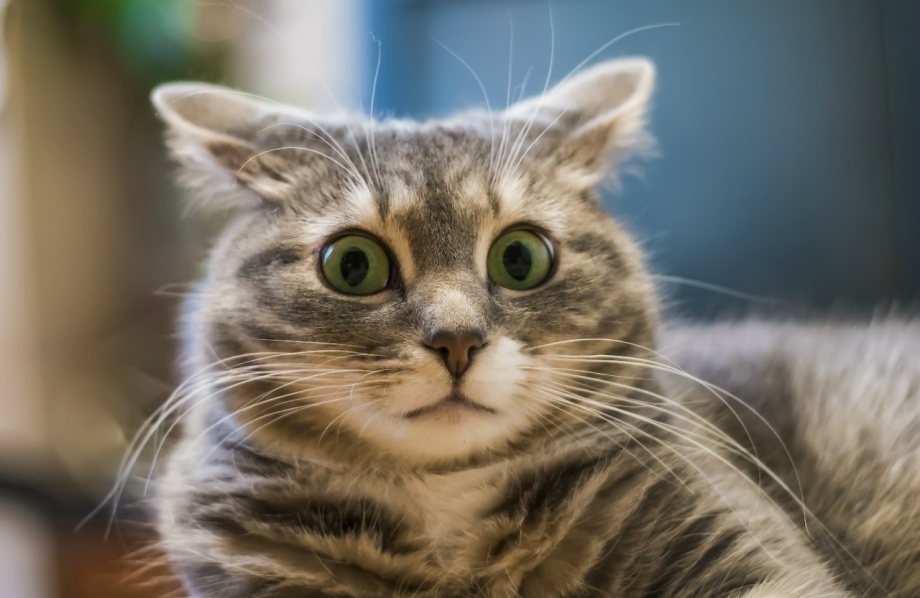 Кот в шоке
