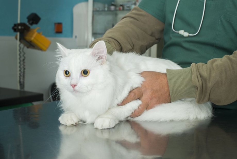 Выпадение прямой кишки у котенка