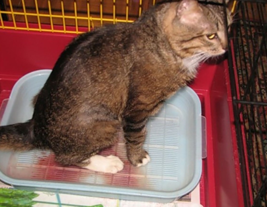 Кошка потекла