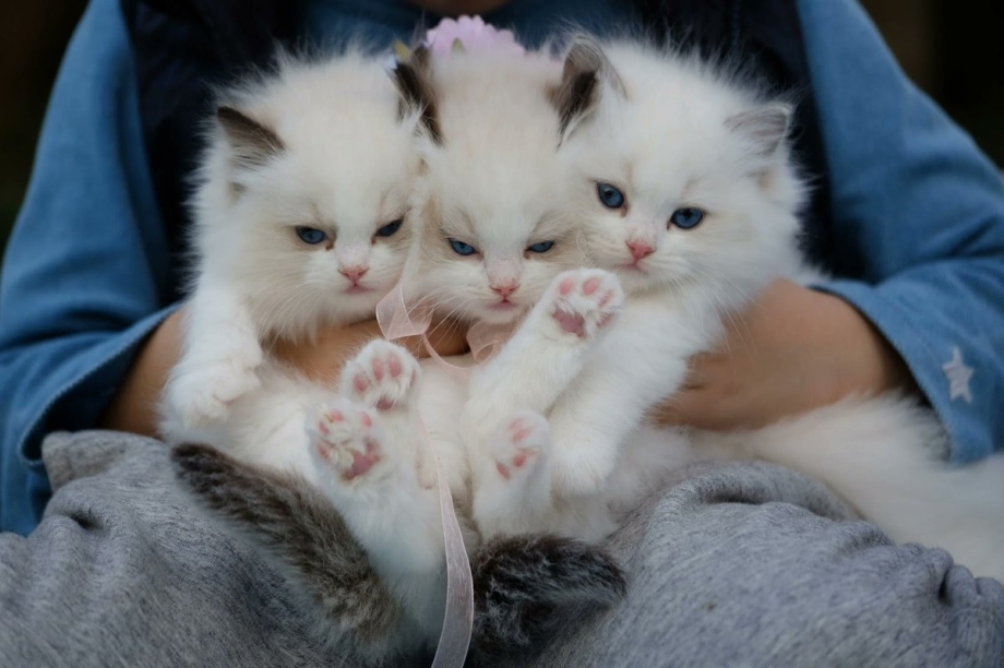 Белый котенок