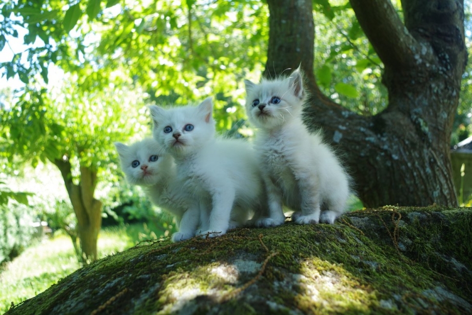 Два белых котенка фото