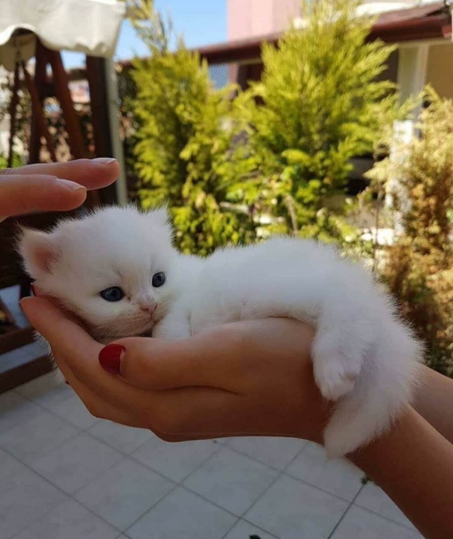 Белый котенок с большими глазами