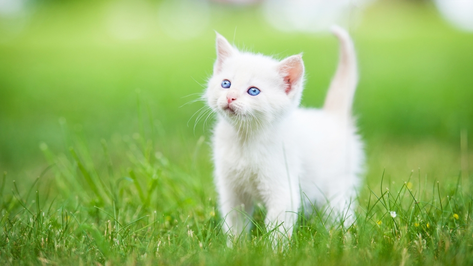Обои на рабочий стол котики