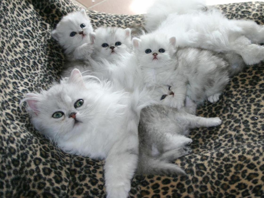 Белая кошка с котятами