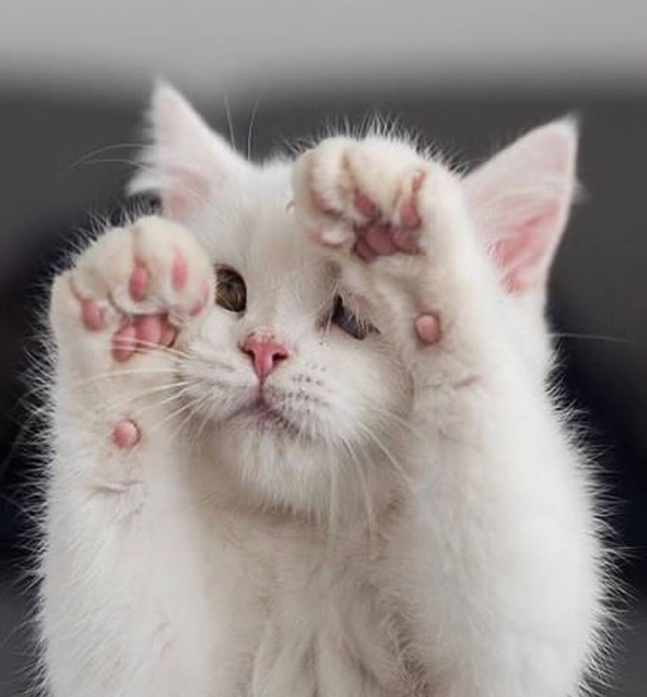 Нежные котики