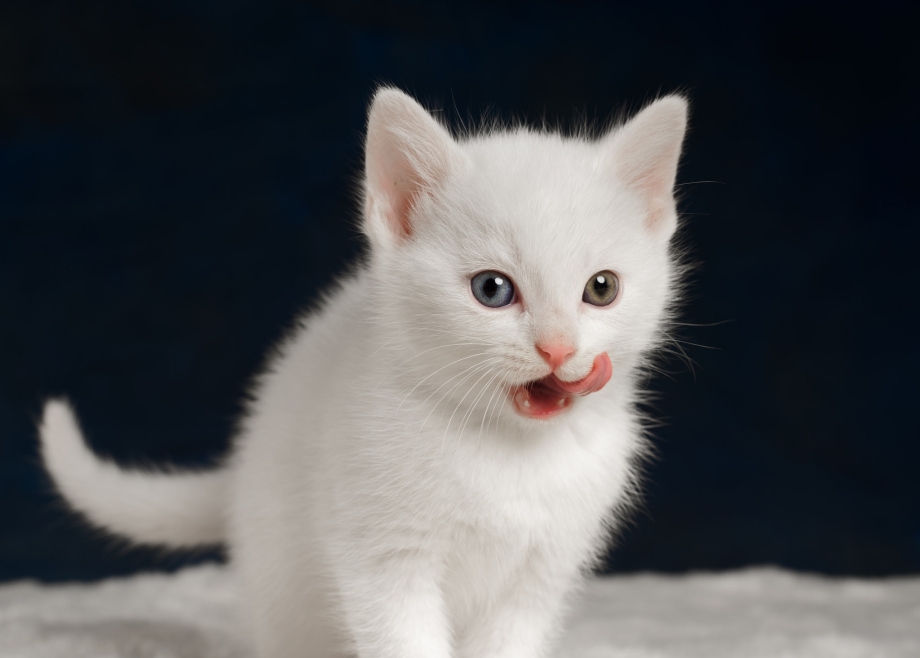 Котята белые с черными ушками
