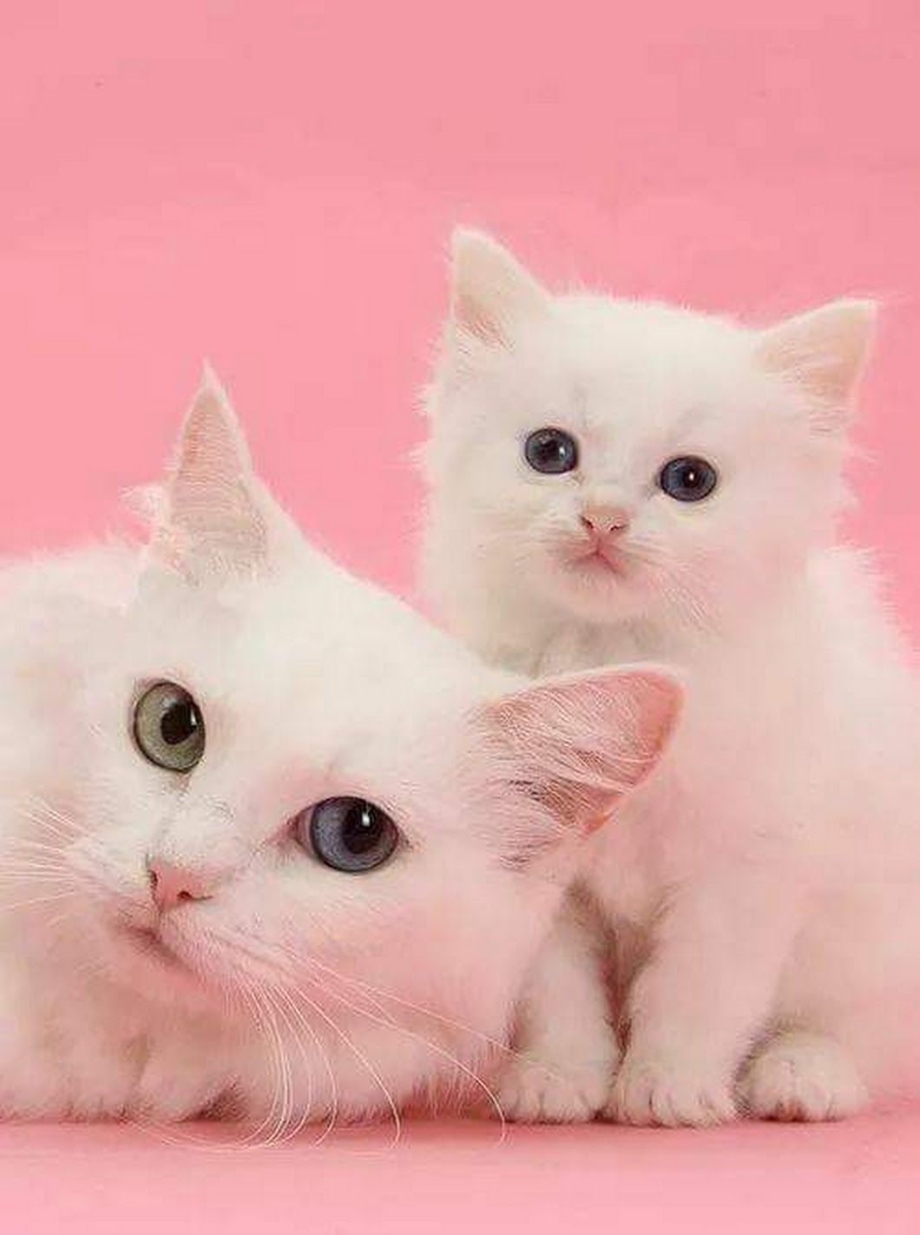 Белый котенок в цветах