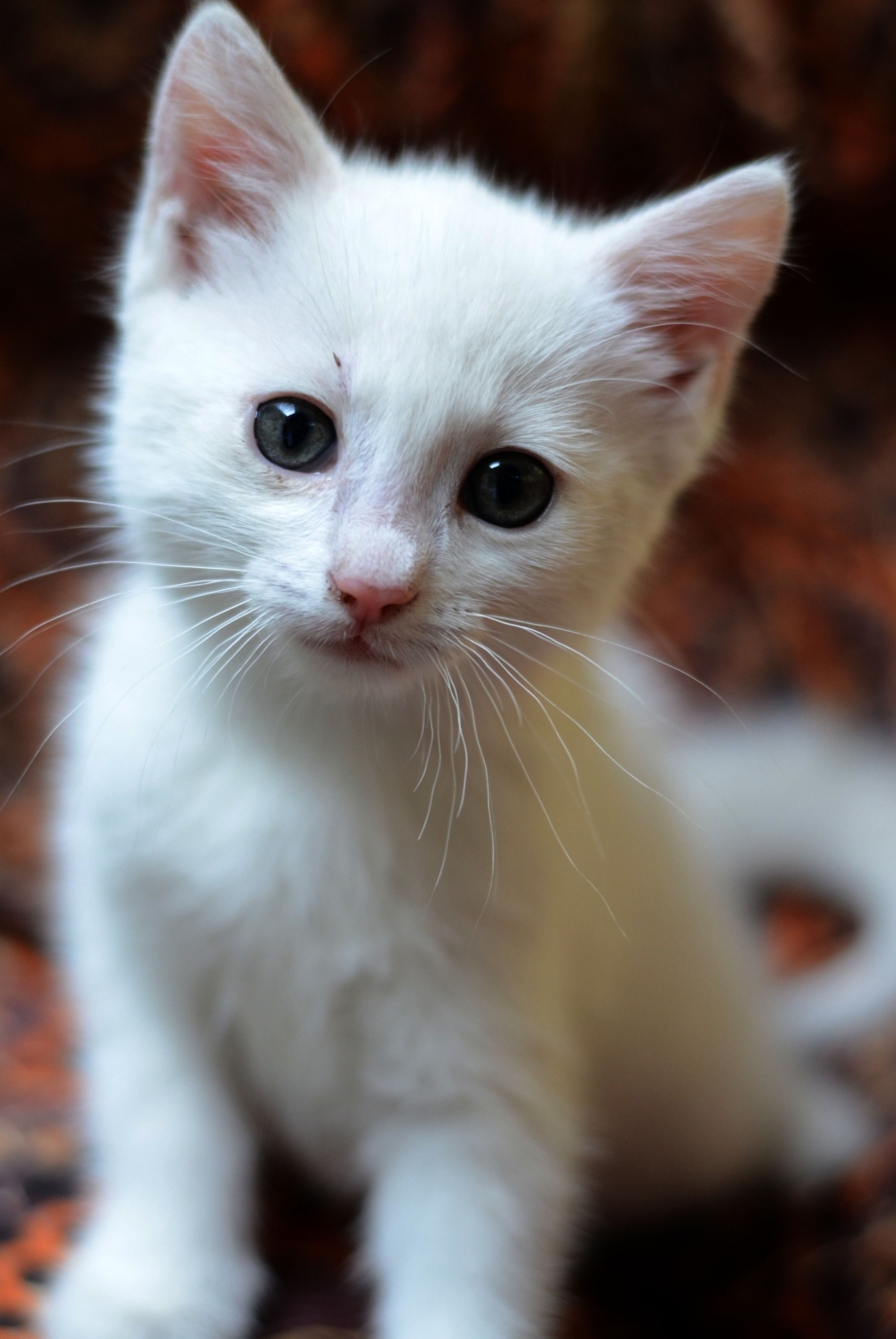 Коты Близнецы