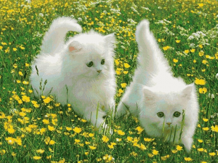 Белый котенок