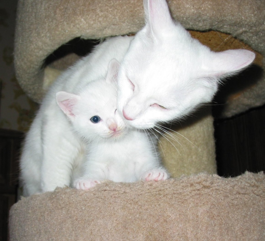 Белая кошка с котятами