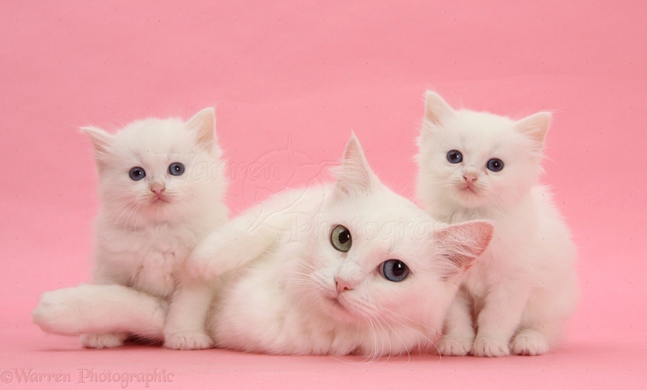 Кошка на розовом фоне