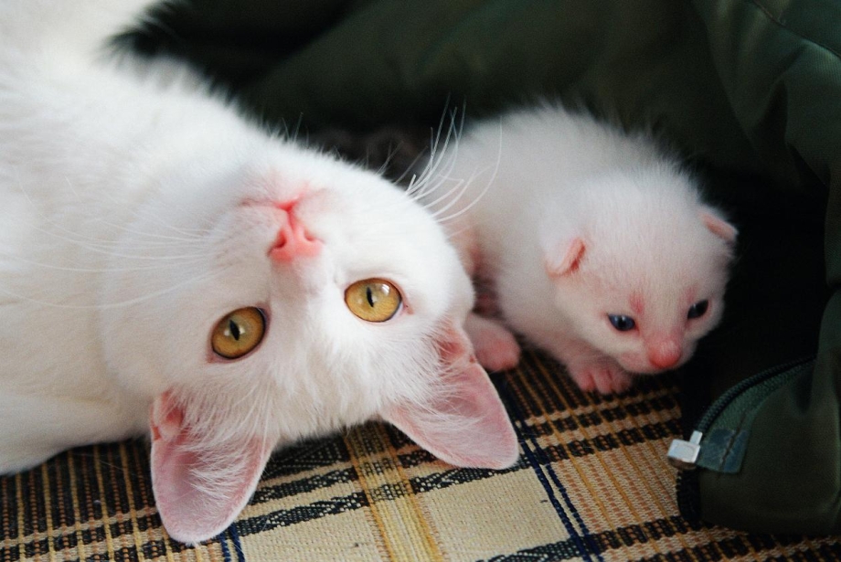 Семья белых кошек