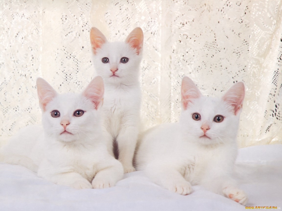 Белый котенок