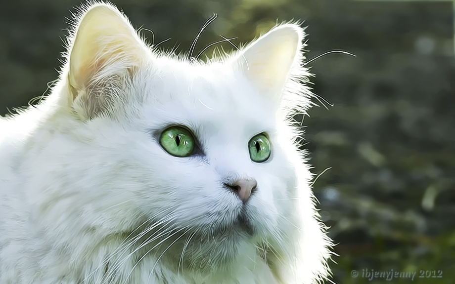 Маленький котенок