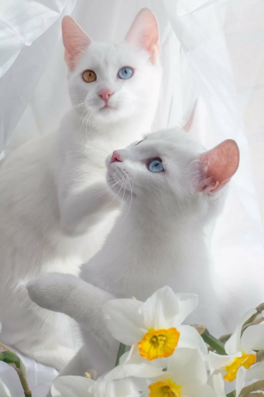 Пятнистый ангорский котенок