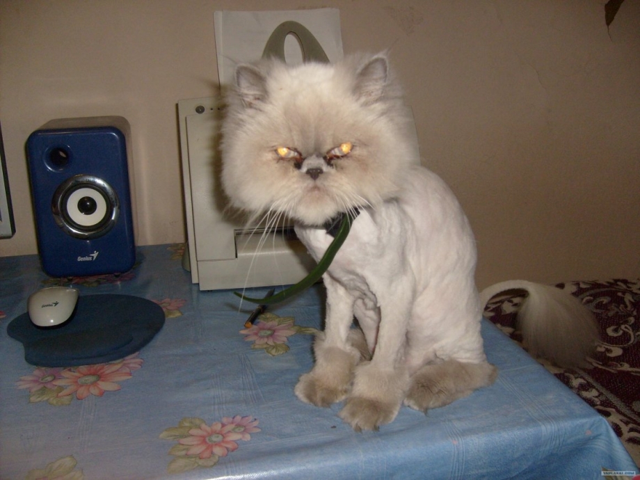 Персидский котенок подстриженный