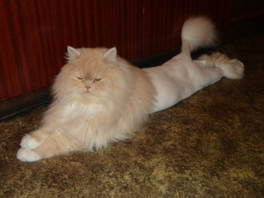 Стрижка кота