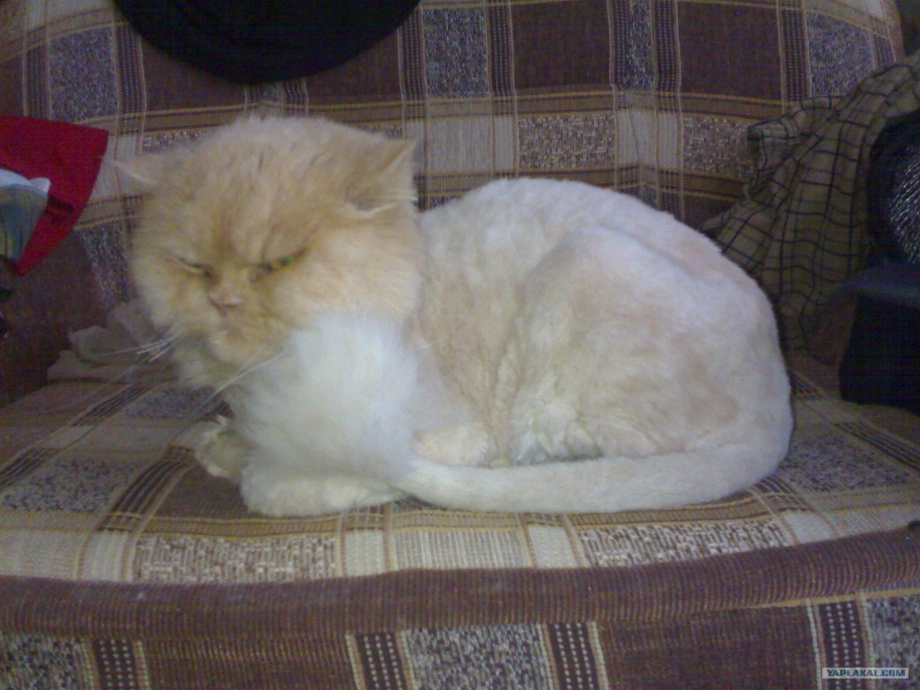 Персидский кот