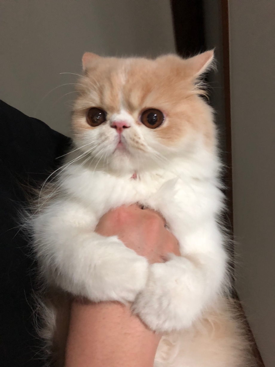 Худой персидский кот