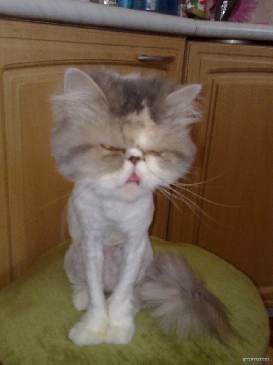 Стрижка Персидского кота