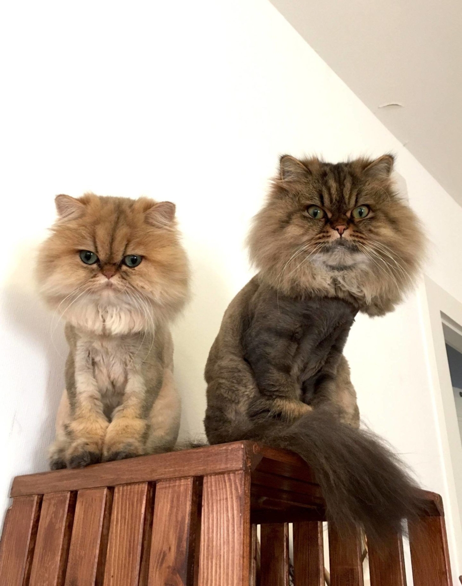 Постричь кота в Щелково