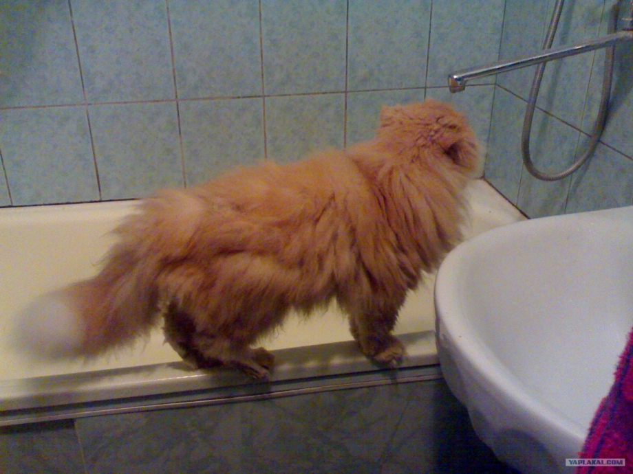 Необычные стрижки котов