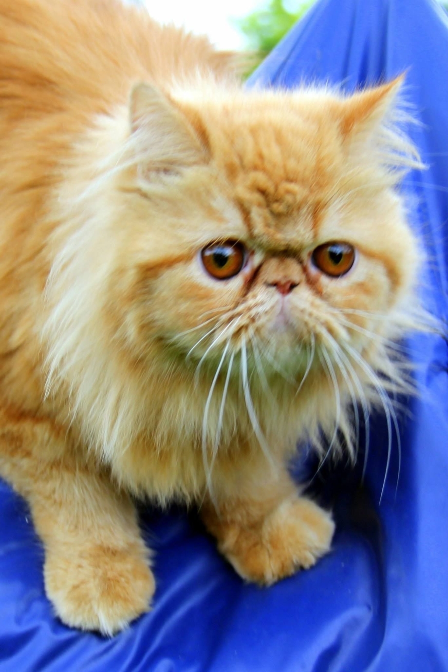 Недовольный персидский кот