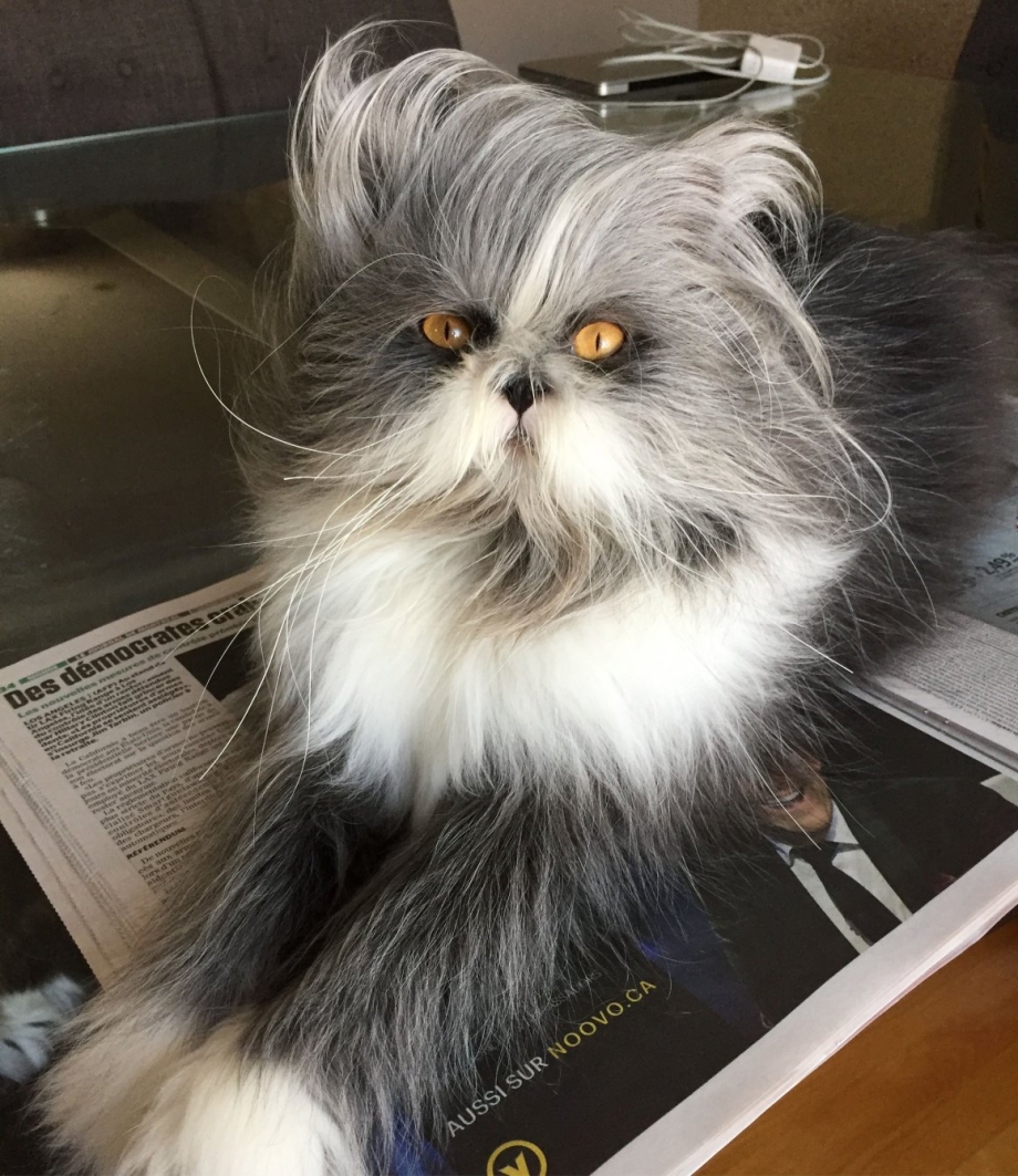 Стрижка кошек