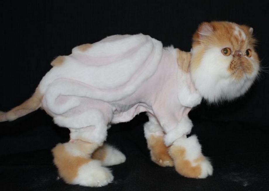 Персидская кошка