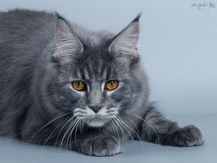 Кошка Мейн кун дымчатая