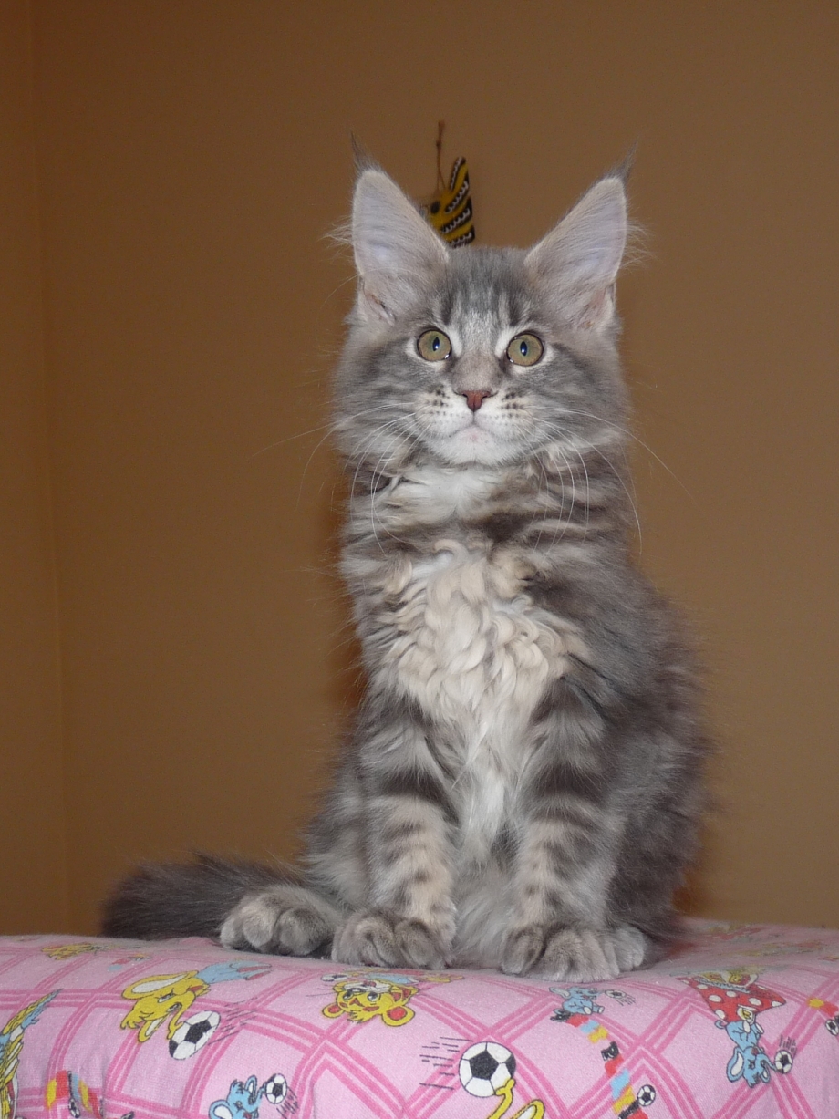 Мейн кун серый котенок