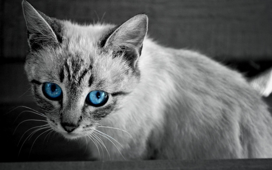 Снежный кот
