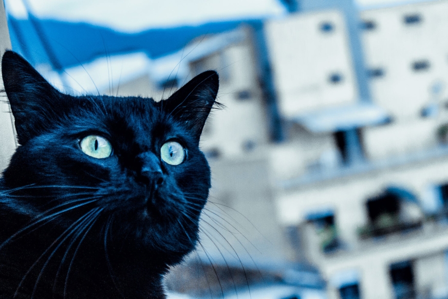 Фантастические коты
