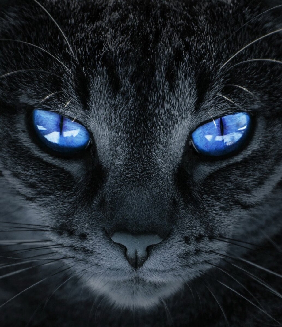Коты Воители Космическая кошка
