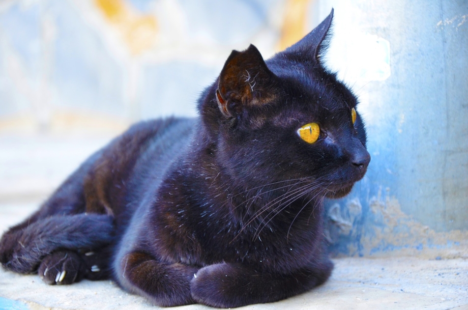 Тёмно синий кот