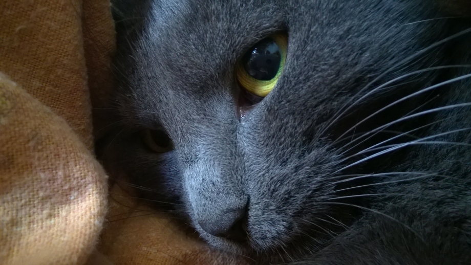 Коты Воители чёрная кошка с синими глазами