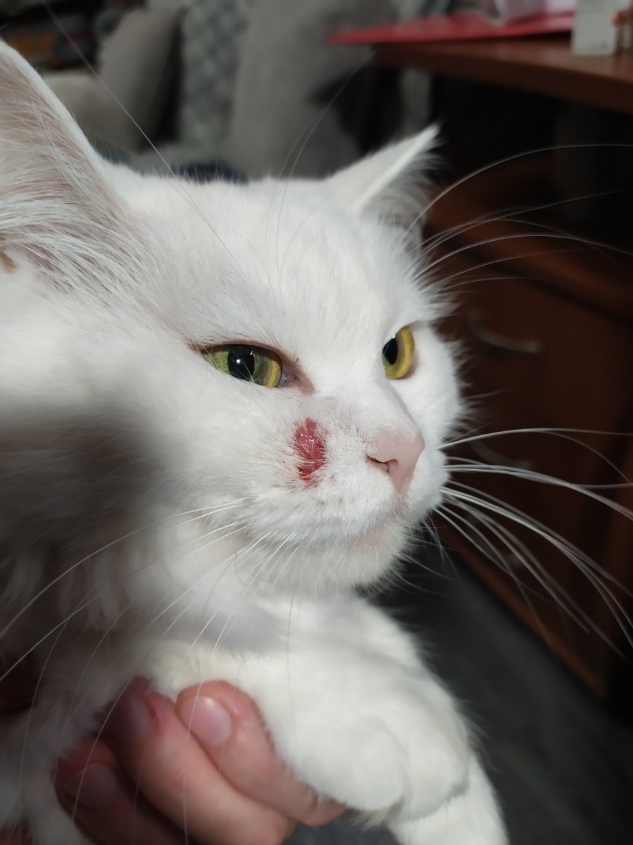 аллергия у кошек бывает фото