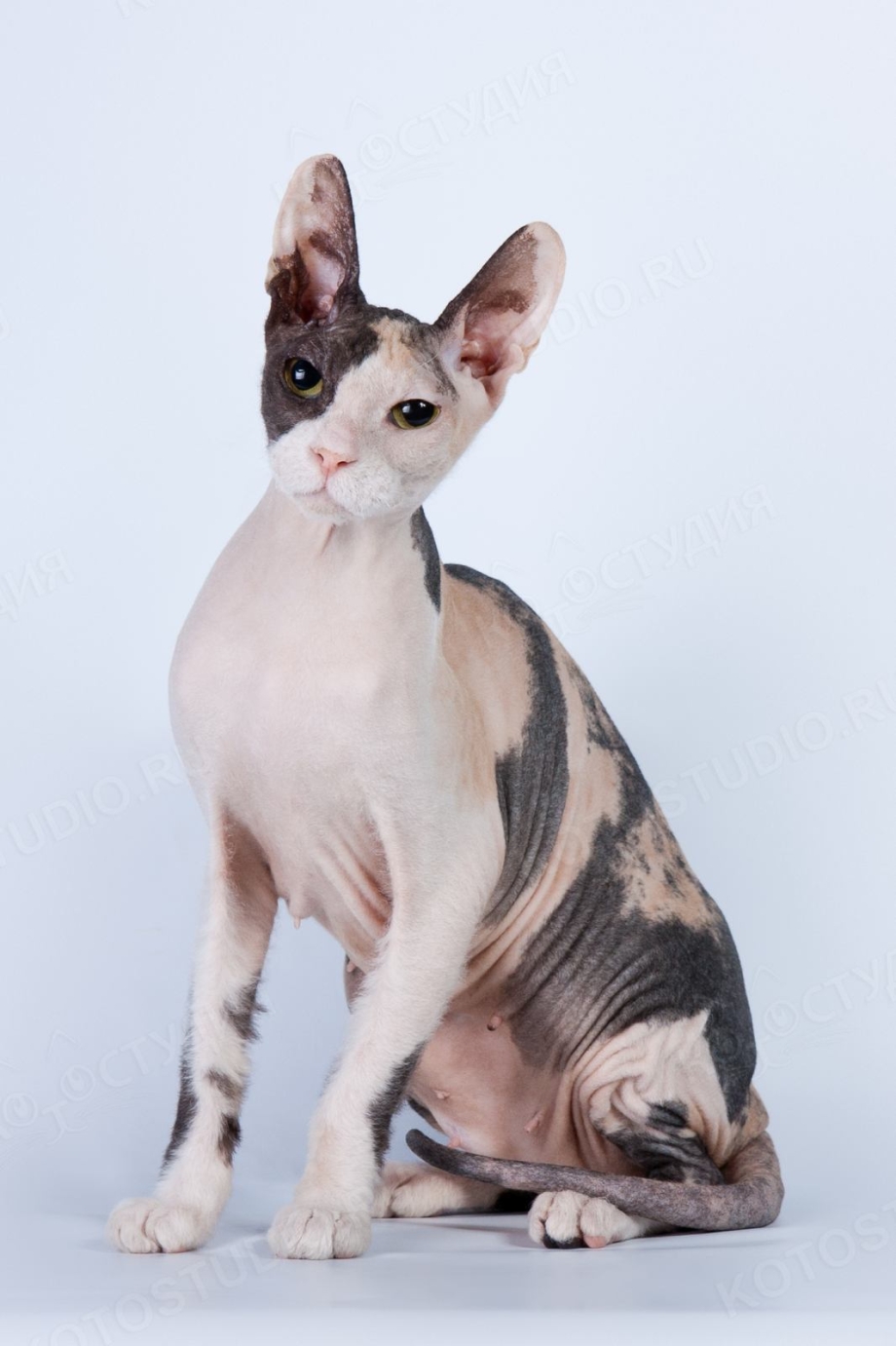 Донской сфинкс кошка