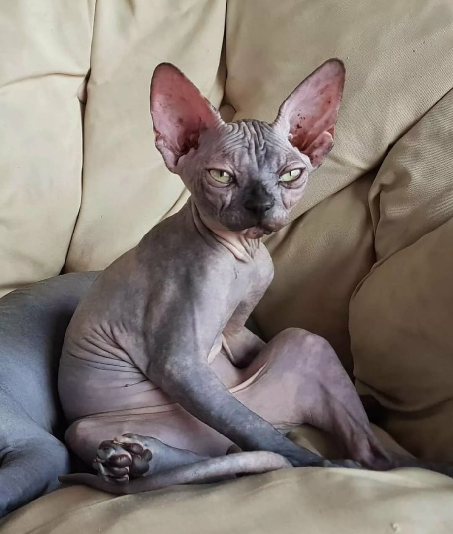 Донской сфинкс кошка