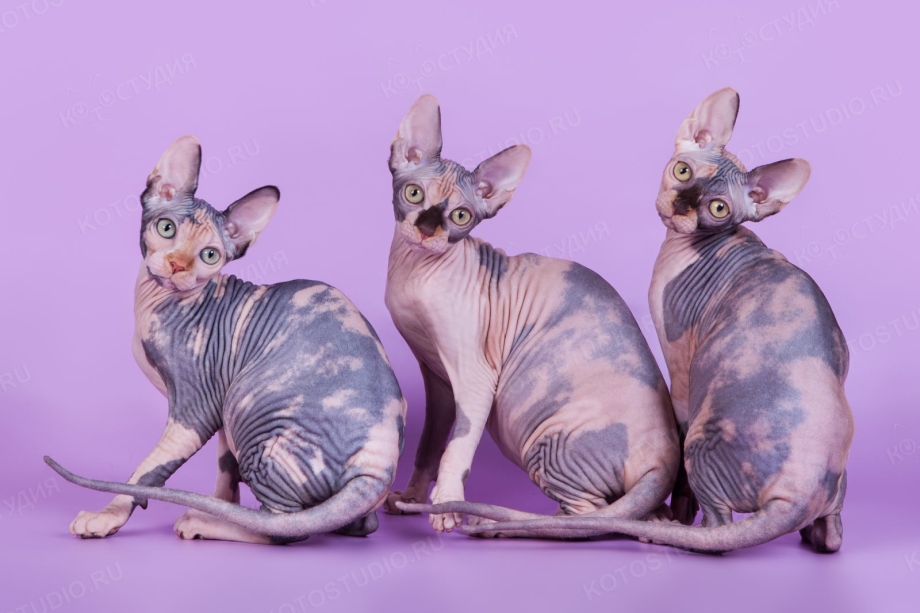 Кот Донской сфинкс