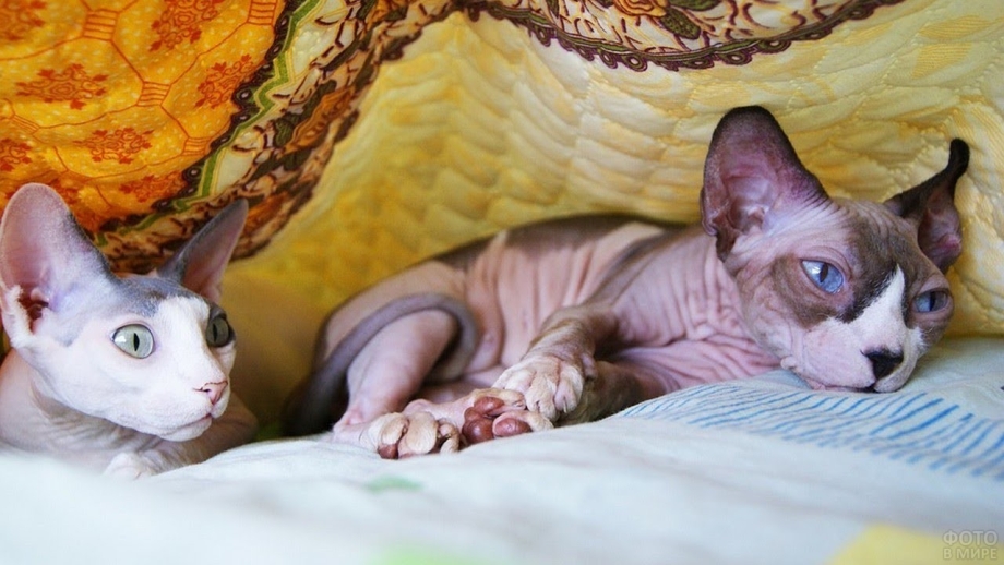 Сфинкс кошка