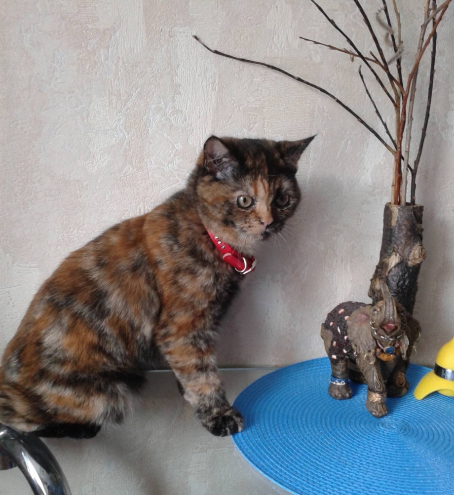 Британская кошка короткошерстная черепаховый окрас