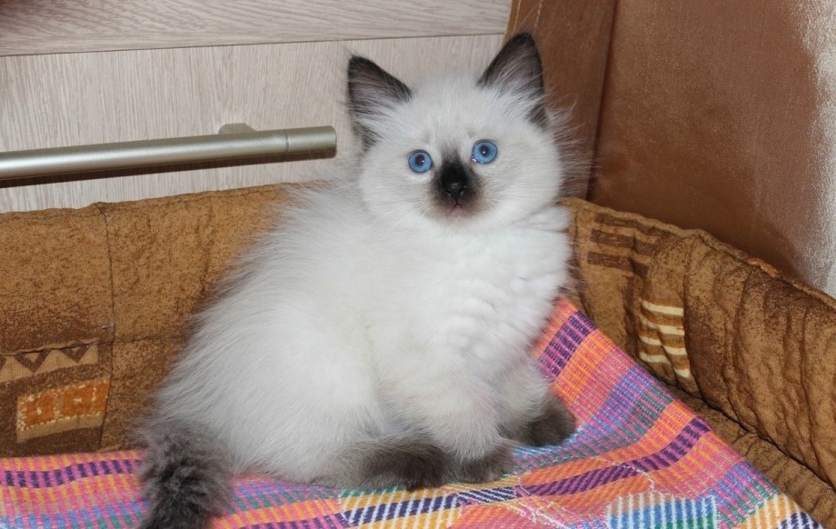Невская маскарадная кошка