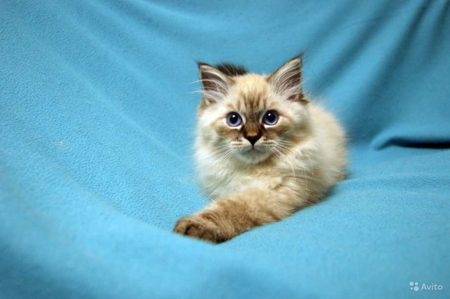 Невская маскарадная кошка котята 1 месяц
