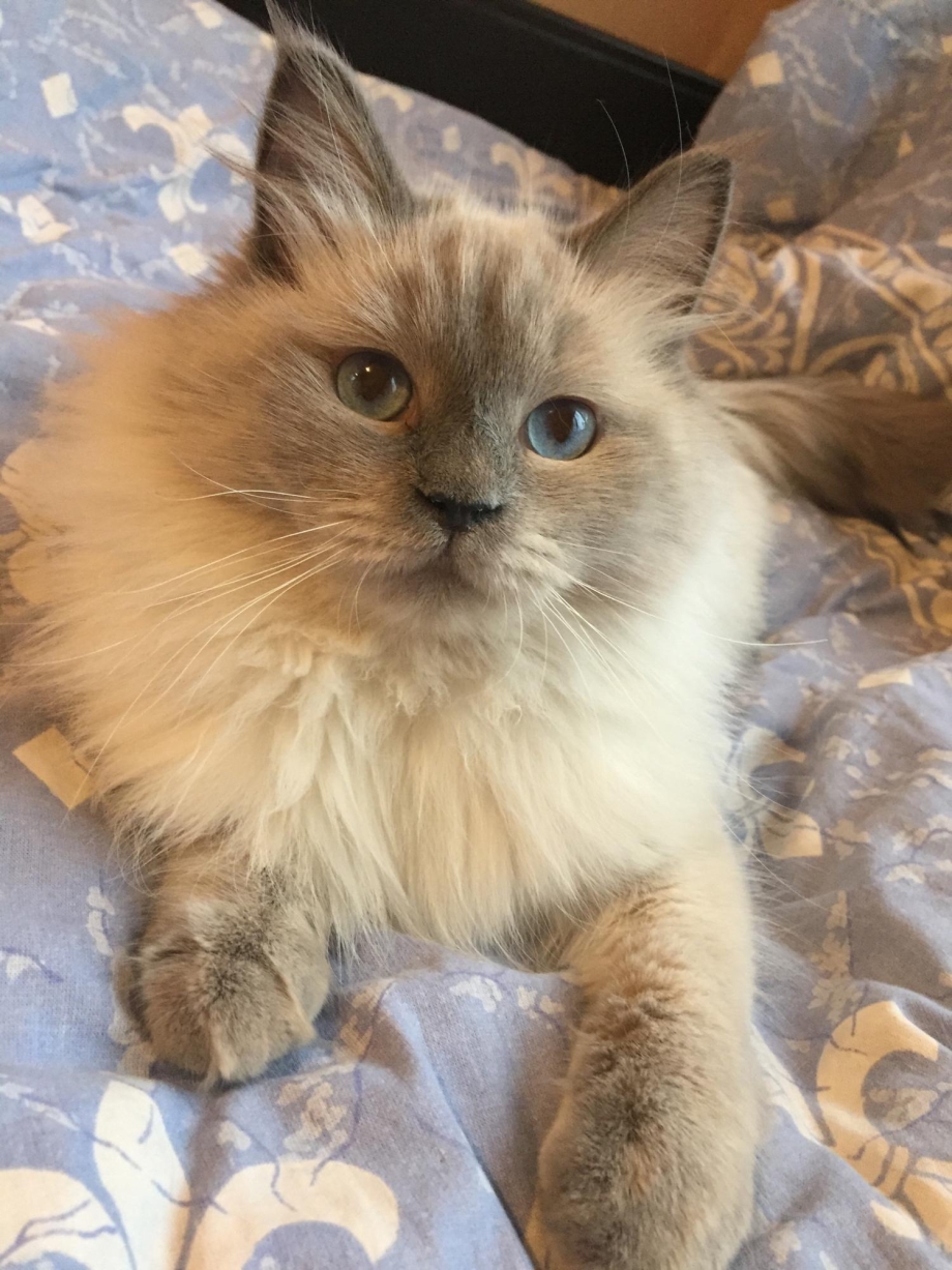 Невская Фестивальная кошка