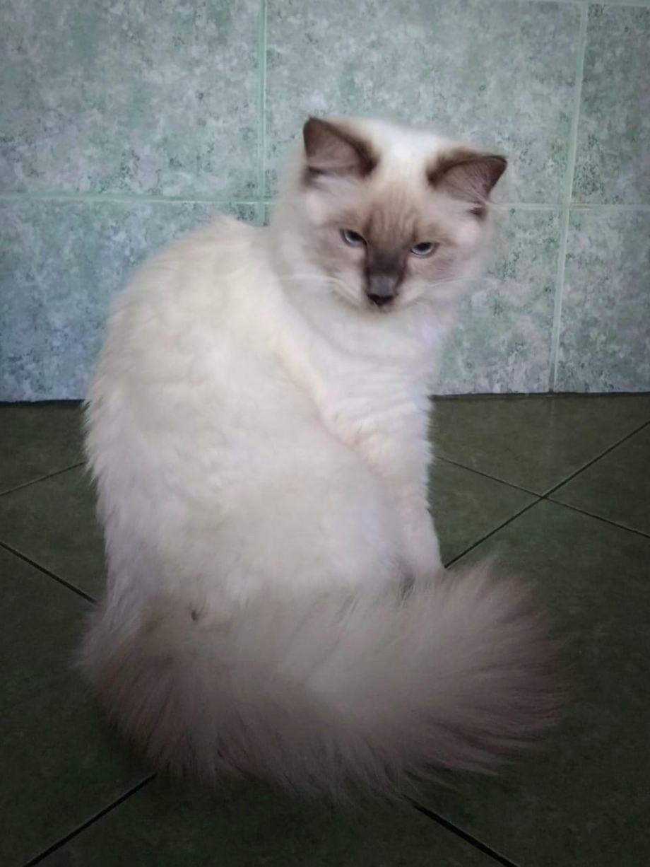 Невская маскарадная кошка