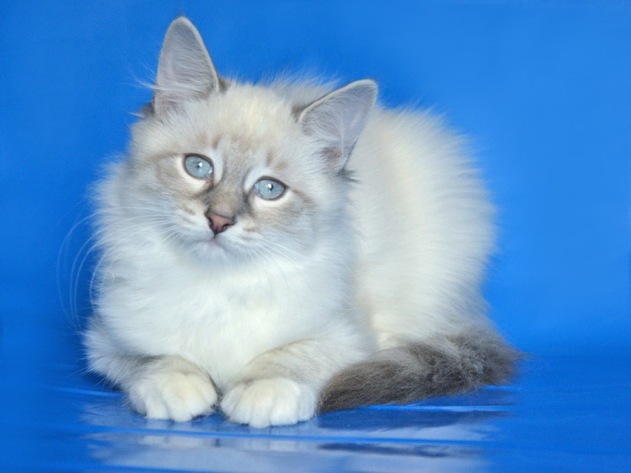 Невская маскарадная котята