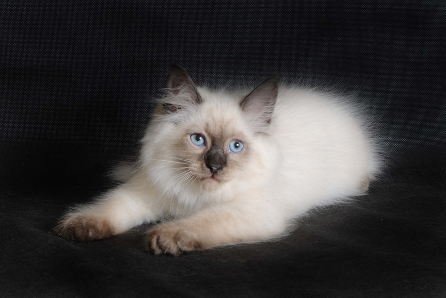 Невская маскарадная котята