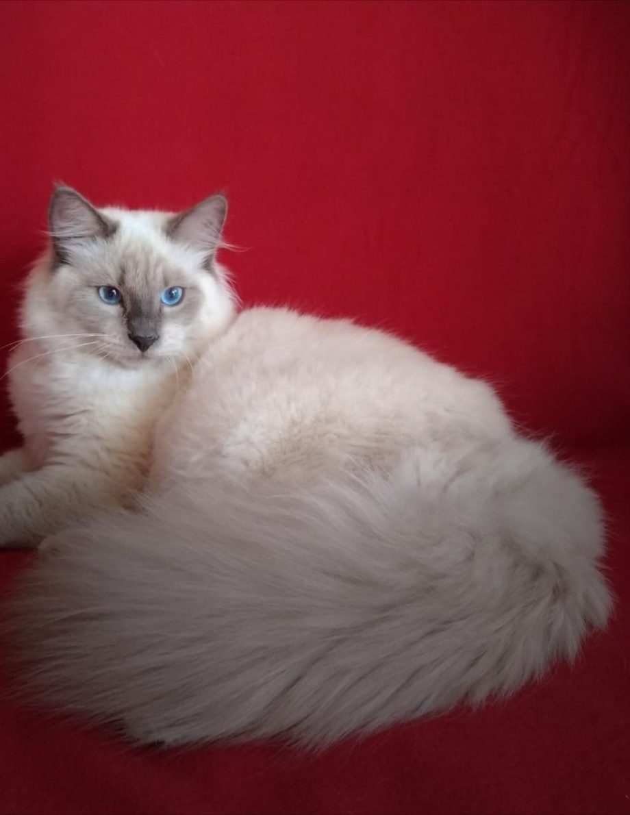 Невская маскарадная кошка короткошерстная