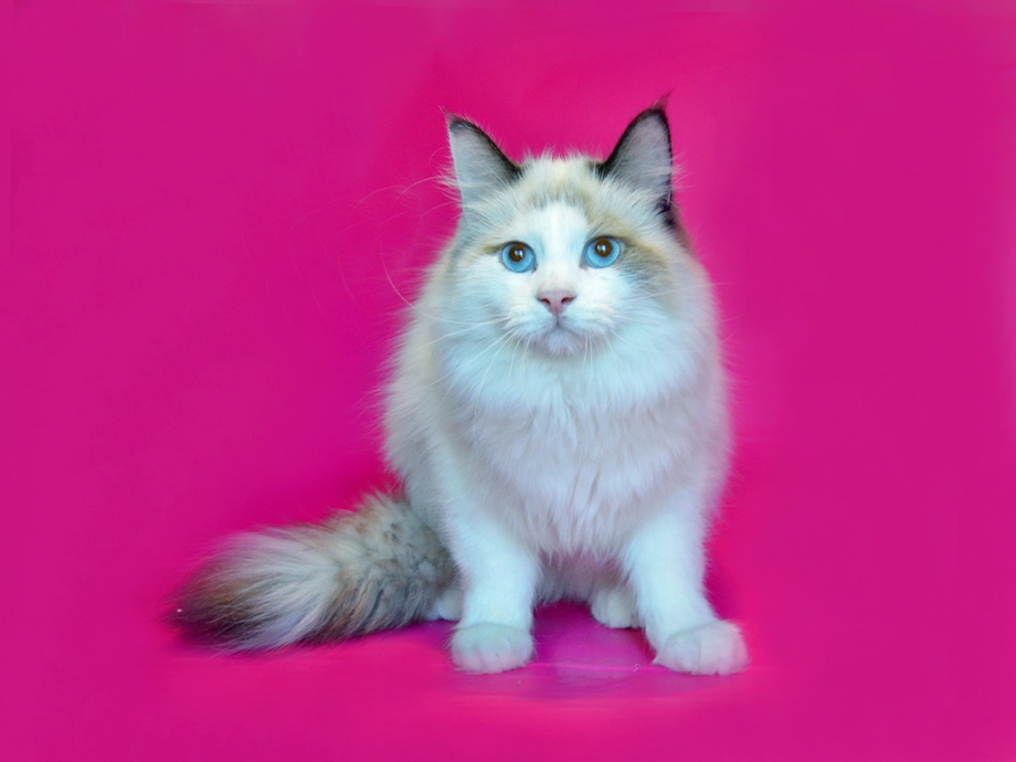 Сколько стоит Королевский кот в Тюмени